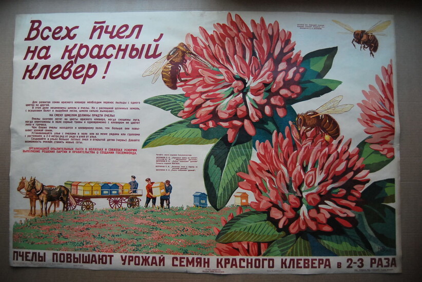 [Плакат]. Алферов Ю. Всех пчел на красный клевер! Пчелы повышают урожай семян красного клевера в 2-3 раза.