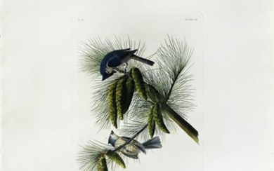 Audubon Aquatint Crested Titmouse