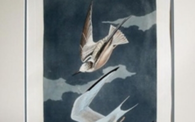 Audubon Aquatint Engraving, Lesser Tern, Plate 319