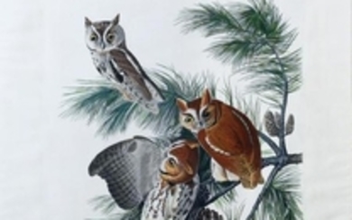 Audubon Engraving, Molted Owl