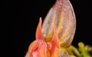 COLOMBIAN ORCHID Taxon: Orchid | Genus: Lepanthes This new-to-science...