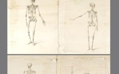 Four Anatomical Drawings of skeletons, black chalk…