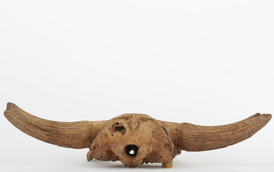 Pleistocene Steppe Bison Skull Deaccessioned Alaska Museum