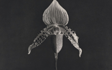 ROBERT MAPPLETHORPE (1946-1989), Orchid, 1987
