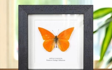 5" x 5" Framed Eastern Orange Albatross -Appias Zarinda