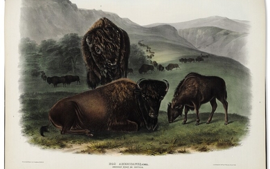 AUDUBON, John James (1785-1851), and BACHMAN, Rev. John (1790-1874). The Viviparous Quadrupeds of North America. New York: J.J. Audubon, 1845-46-48.
