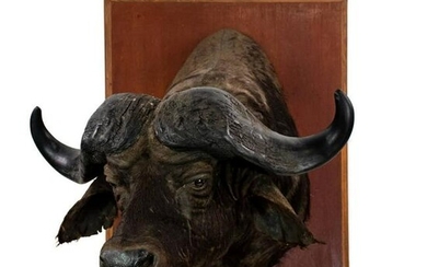 African Cape Buffalo Taxidermy Shoulder Plaque Mount
