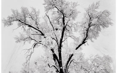 Ansel Adams (1902-1984), Oaktree, Snowstorm, Yosemite National Park, California (1948)