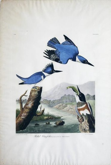 Audubon Aquatint, Belted Kingfisher