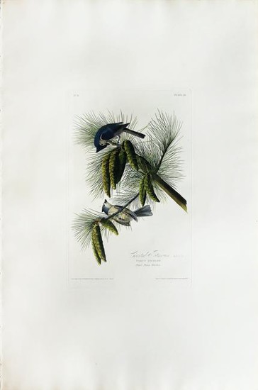 Audubon Aquatint Crested Titmouse