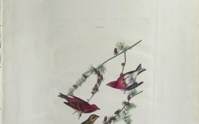 Audubon Aquatint, Purple Finch
