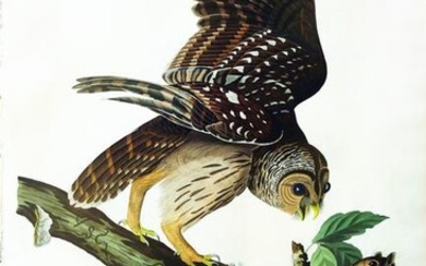 Audubon Barred Owl, Plate 46