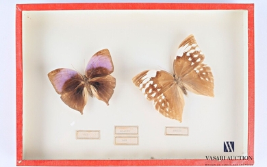 Boite entomologique présentant un rare couple... - Lot 2 - Vasari Auction