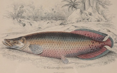 Coloured Engraving of a Fish, Sudis Gregis, Lizars