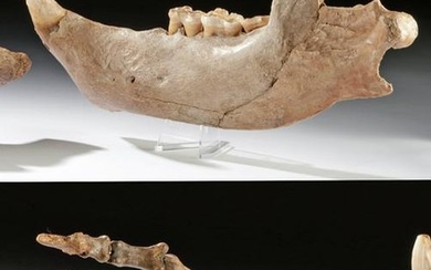 Fossilized Pleistocene Cave Bear Foot + Mandible
