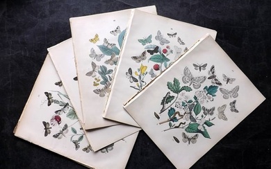 Kirby, William 1882 Lot of 12 Hand Col Moth Prints