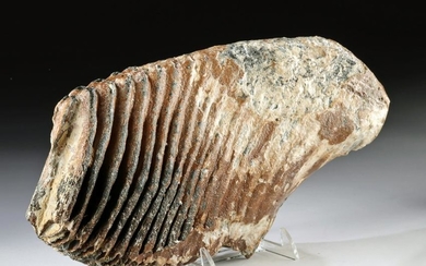 Large Fossilized Mammoth Tooth