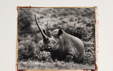 Peter Beard 'World Record Class Rhino in the Aberdare Forest'