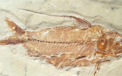 Poisson fossile : nematonotus woodward 1899.... - Lot 2 - FEE - Stanislas Machoïr