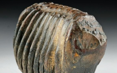 Rare Fossilized Molar of Baby Mammoth
