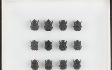 Un lot réunissant deux boites à insectes composé de : Chalcosoma caucasus (7 mâles) provenant...