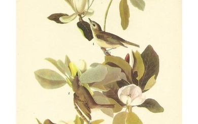 c1946 Audubon Print, #118 Warbling Vireo