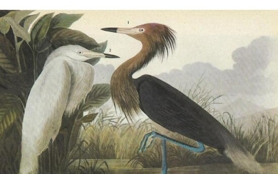 c1946 Audubon Print, #256 Reddish Egret