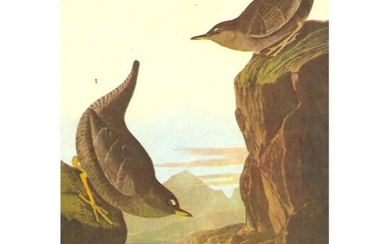 c1946 Audubon Print, #435 Dipper