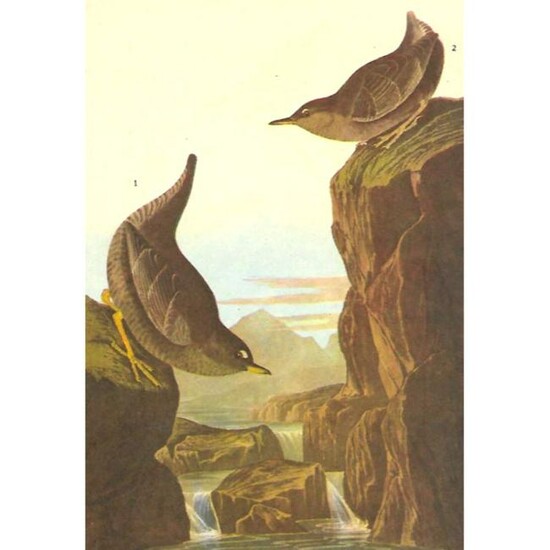 c1946 Audubon Print, #435 Dipper
