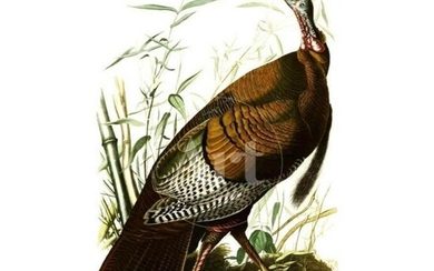 c1946 Audubon Print, #6 Wild Turkey