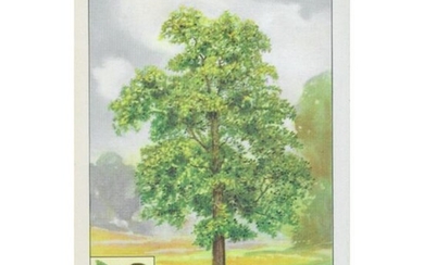 1920's Hickory Tree Color Lithograph Print