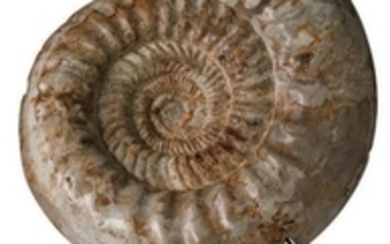 Ammonite Perisphinctes Oxfordien. Sud Madagascar...