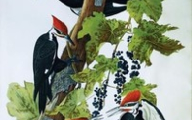 Audubon Aquatint Engraving, Pileated Woodpecker, Plate