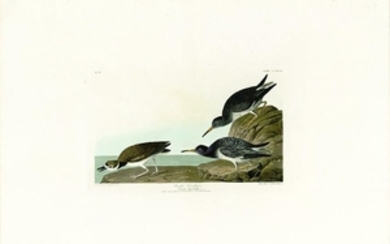 Audubon Aquatint Engraving, Purple Sandpiper, Plate 284