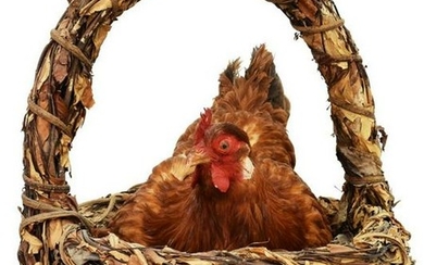 BROODING HEN RESTING IN BASKET TAXIDERMY MOUNT