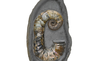 Uncoiled Ammonite in Matrix