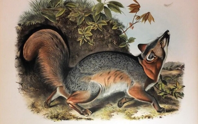 Audubon Lithograph, Grey Fox