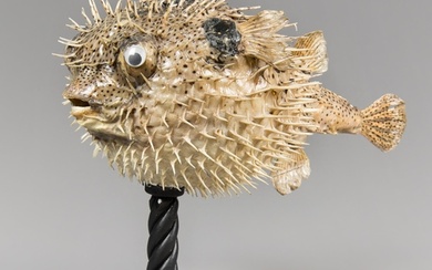 A LARGE LATE 20TH CENTURY TAXIDERMY PUFFERFISH UPON A STAND ...
