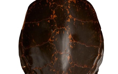 A LARGE TURTLE SHELL