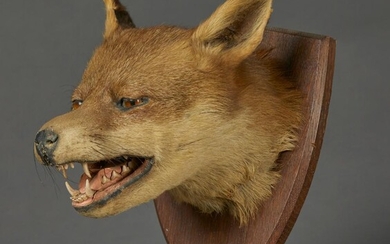 A TAXIDERMY FOX HEAD MOUNTED ON AN OAK SHIELD