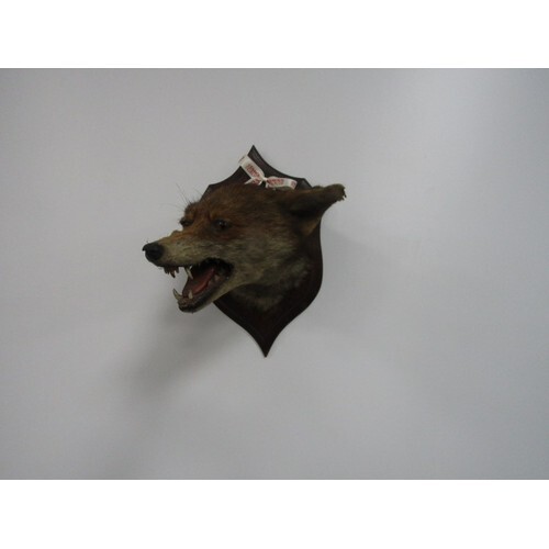 Antique taxidermy Fox mask mounted on shield by H Murray & S...