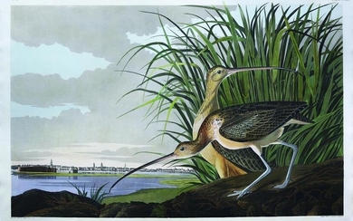 Audubon Aquatint, Long-billed Curlew