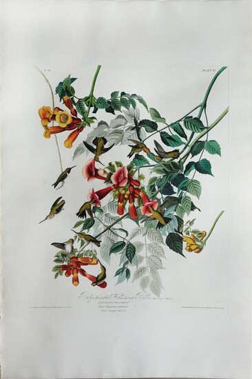 Audubon Aquatint, Ruby-Throated Humming Bird