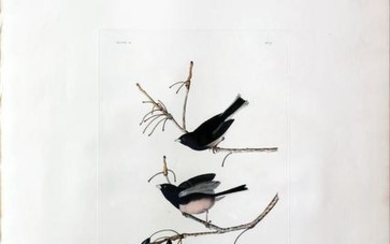Audubon Aquatint, Snow Bird