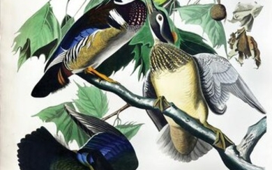 Audubon Aquatint, Summer, or Wood Duck - The Most