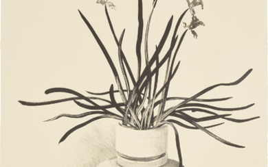 David Hockney, Potted Daffodils (T.G. 259; M.C.A.T. 237)