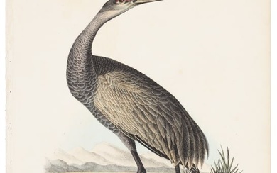 Endangered bird from Audubon's Royal Octavo