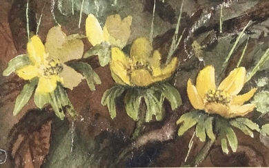 Evangeline Dickson (1922-1992) watercolour - flowers, together with another watercolour of flowers
