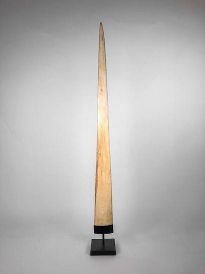 Fine Large Swordfish Tusk with custom stand