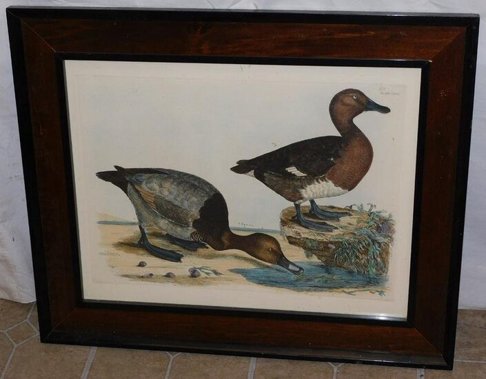 Framed Hand Colored Engraving Of Ducks